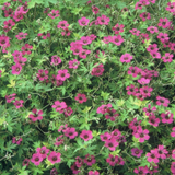 Geranium macrorrhizum 'Bevan's Variety' (6 stuks)