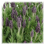 Lavandula stoechas 'Anouk' (6 stuks)