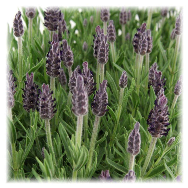 Lavandula stoechas 'Anouk' (6 stuks)