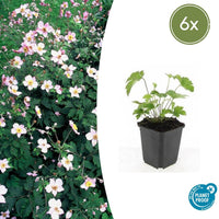 Verpakking — Anemone tomentosa 'Robustissima' (6 stuks)