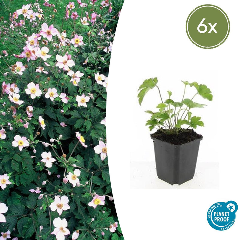 Anemone tomentosa 'Robustissima' (6 stuks)