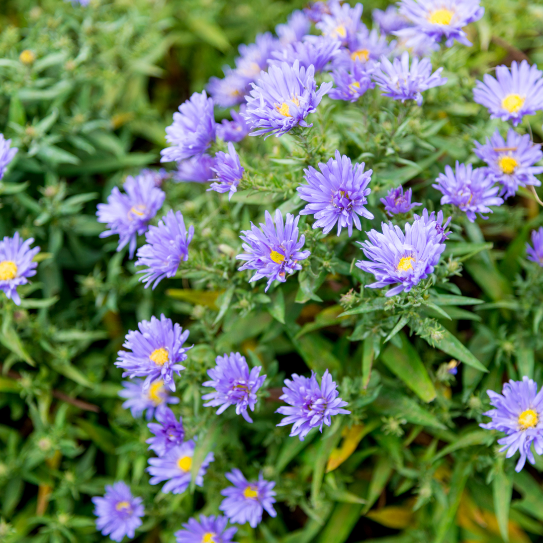 Aster frikartii 'Mönch' (6 stuks)