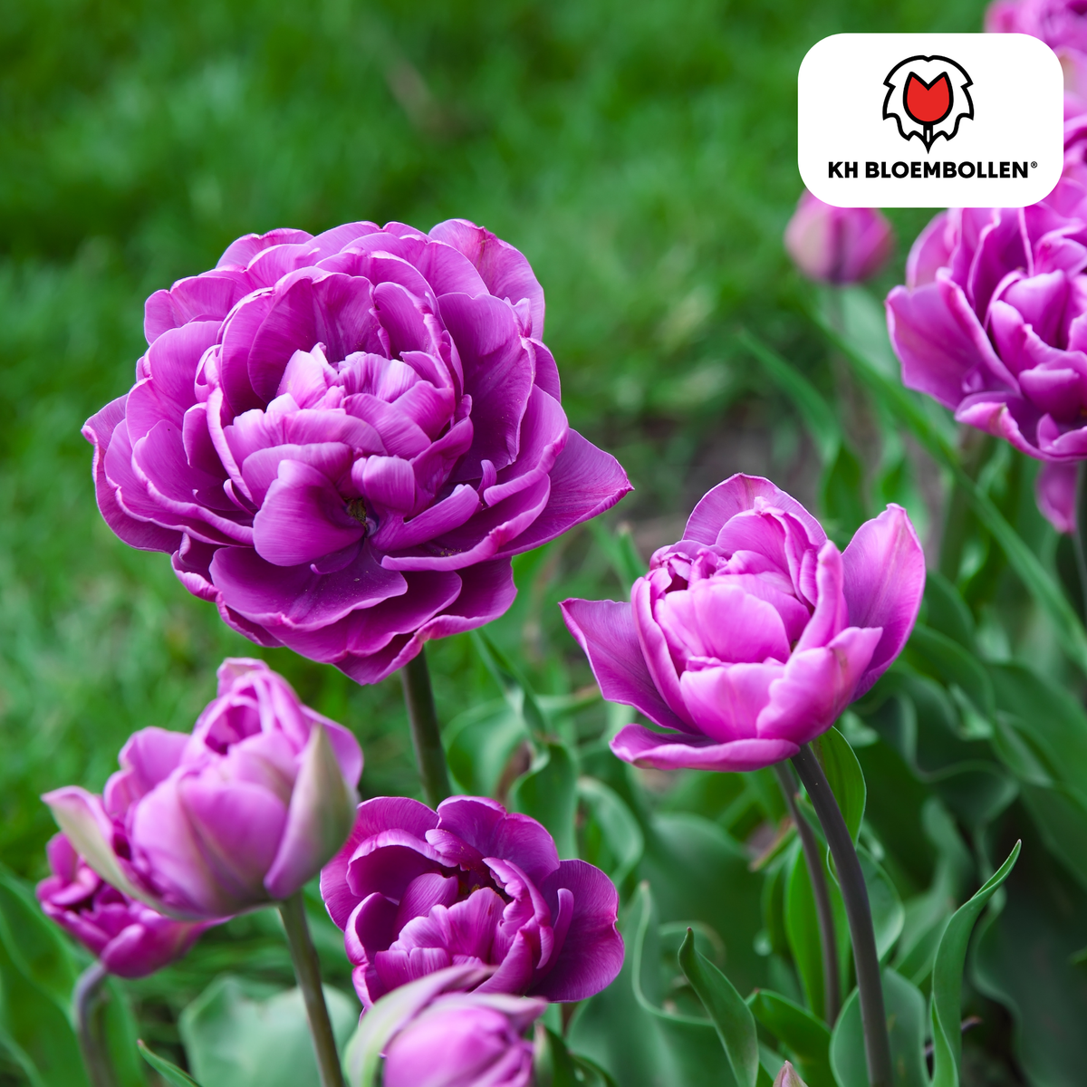 Double Flag tulpenbollen – 20 stuks – maat 11/12