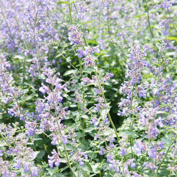 Nepeta faassenii (6 stuks)