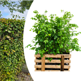 Palletdeal Haagplanten:  50 Fagus sylvatica ↕60-80 - Ø 19cm | Mini Pallet
