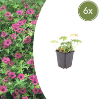 Verpakking — Geranium macrorrhizum 'Bevan's Variety' (6 stuks)