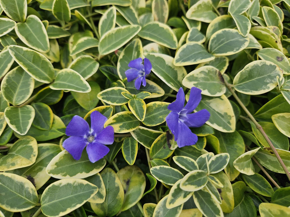 Vinca minor 'Aureovariegata' (6 stuks)