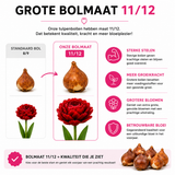 Tulpenbollen Bombastic Red Rode Pioentulp – Dubbelbloemig