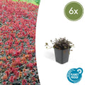 Acaena microphylla 'Kupferteppich' (6 stuks)