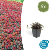 Verpakking — Acaena microphylla 'Kupferteppich' (6 stuks)