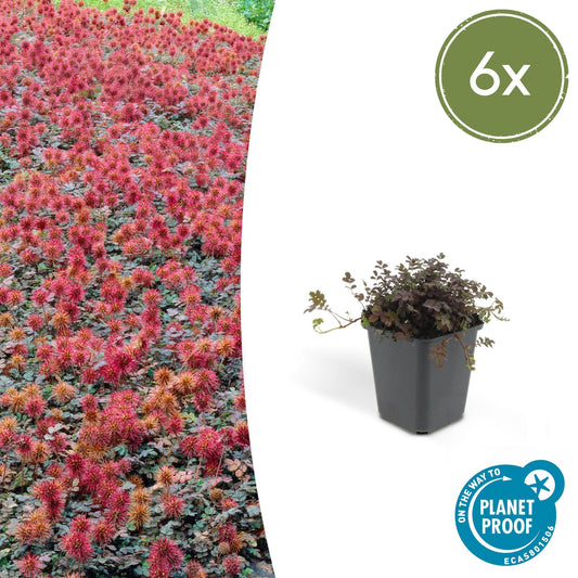 Acaena microphylla 'Kupferteppich' (6 stuks)