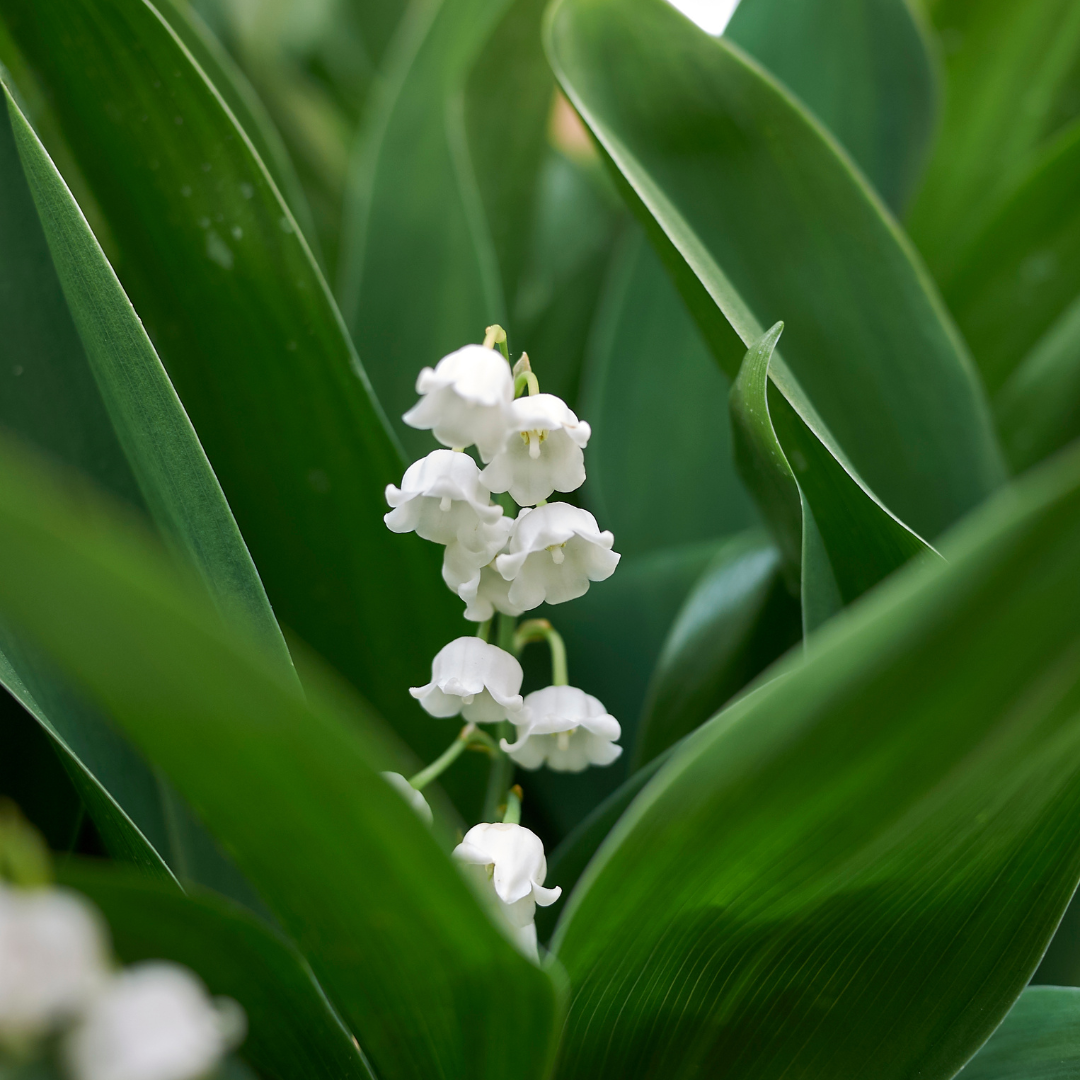Convallaria majalis (6 stuks)