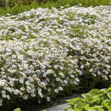 Aster ageratoides 'Ashvi' (6 stuks)