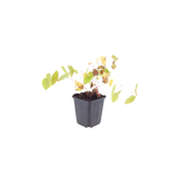 Epimedium youngianum 'Niveum' (6 stuks)