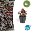 Heuchera micrantha 'Palace Purple' (6 stuks)