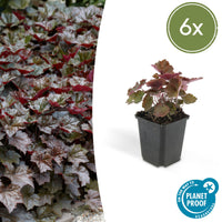 Verpakking — Heuchera micrantha 'Palace Purple' (6 stuks)