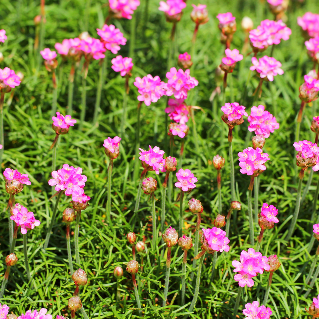Armeria maritima 'Splendens' (6 stuks)