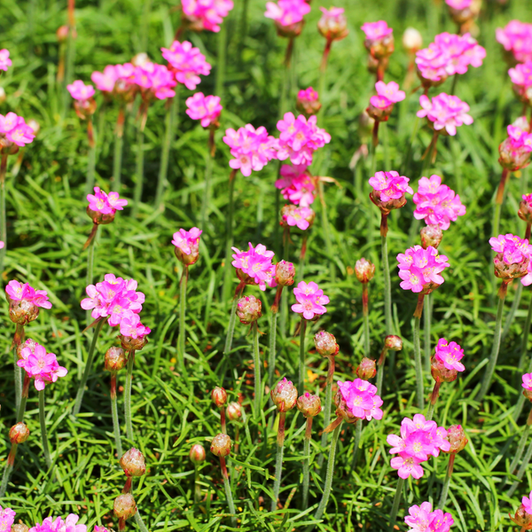 Armeria maritima 'Splendens' (6 stuks)