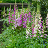 Digitalis purpurea (6 stuks)