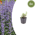Nepeta 'Grol' (6 stuks)