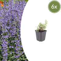 Verpakking — Nepeta 'Grol' (6 stuks)