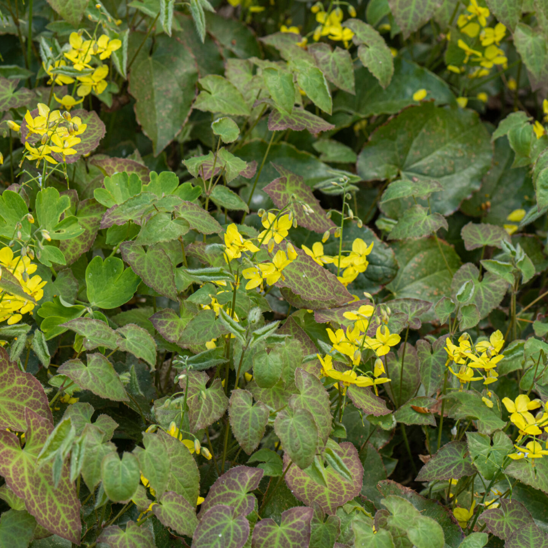 Epimedium perralchicum 'Frohnleiten' (6 stuks)