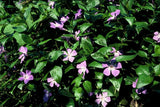 Vinca major (6 stuks)
