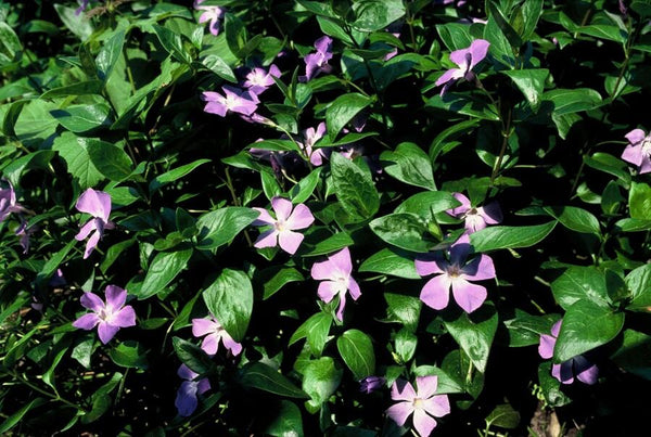 Vinca major (6 stuks)