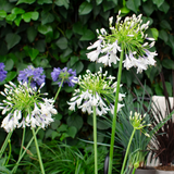 Agapanthus 'Fireworks'  23cm