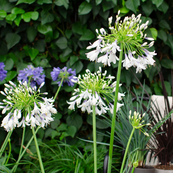 Agapanthus 'Fireworks'  23cm AANBIEDING 20% korting