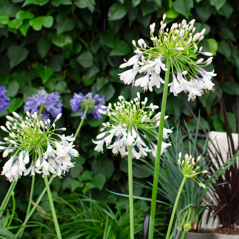Agapanthus 'Everwhite'  23cm