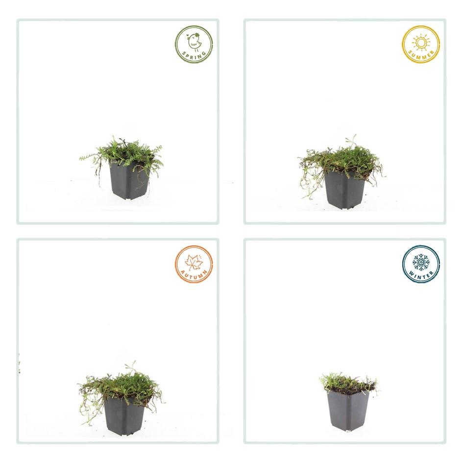 Leptinella squalida (6 stuks)