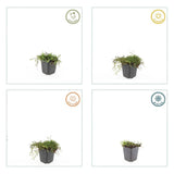 Leptinella squalida (6 stuks)