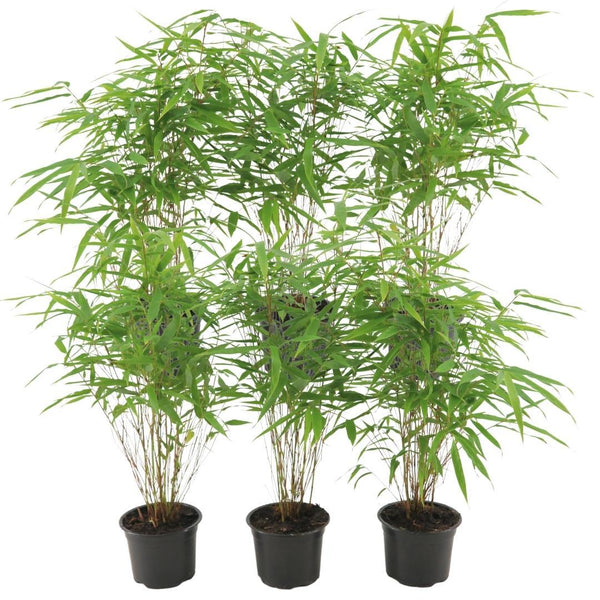 Fargesia rufa (6 stuks)