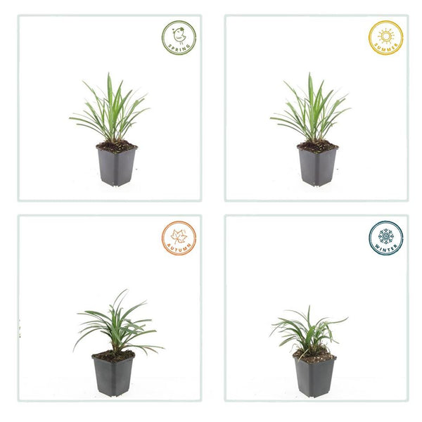 Liriope muscari 'Ingwersen' (6 stuks)