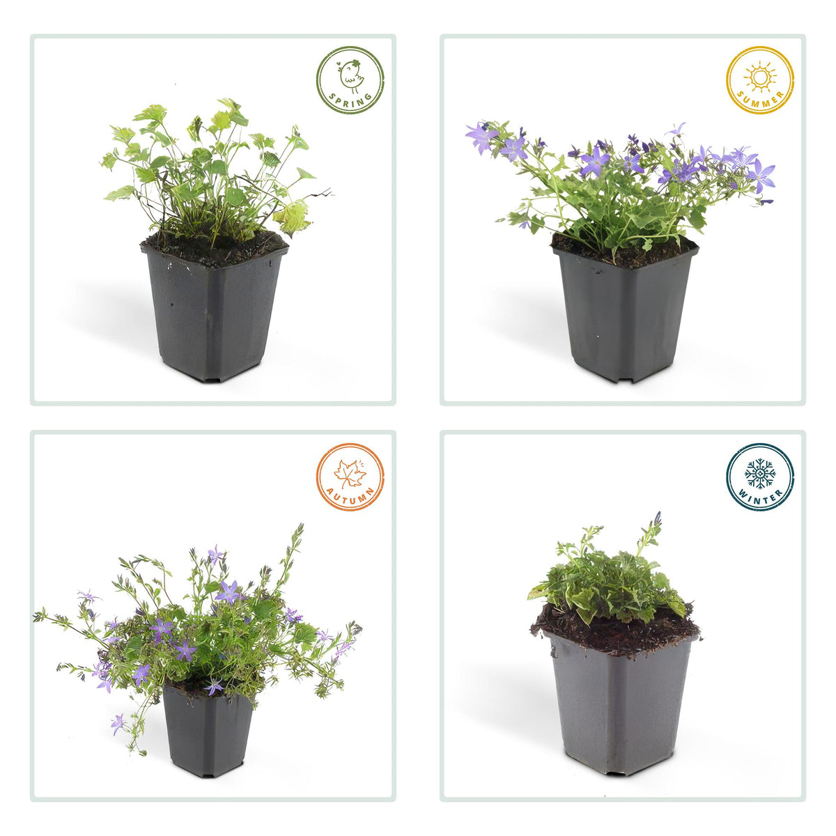 Campanula poscharskyana 'Stella' (6 stuks)
