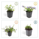 Campanula poscharskyana 'Stella' (6 stuks)