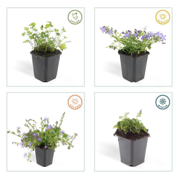 Campanula poscharskyana 'Stella' (6 stuks)