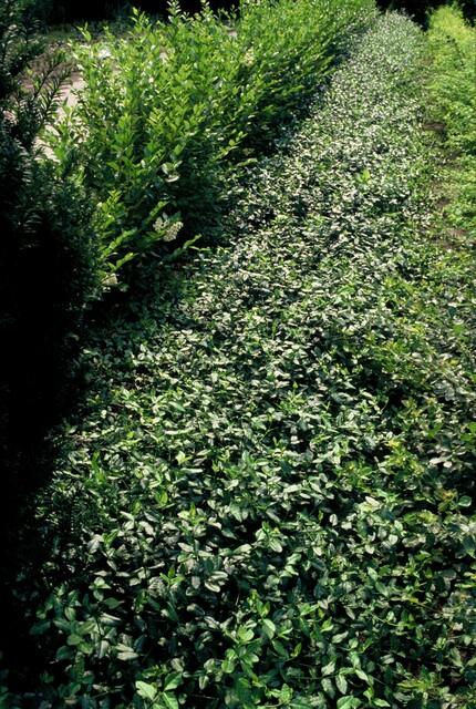 Euonymus fortunei 'Dart's Blanket' (6 stuks)