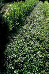 Euonymus fortunei 'Dart's Blanket' (6 stuks)