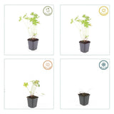 Geranium 'Johnson's Blue' (6 stuks)