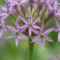 Verpakking — 120x Allium Christophii - Sierui