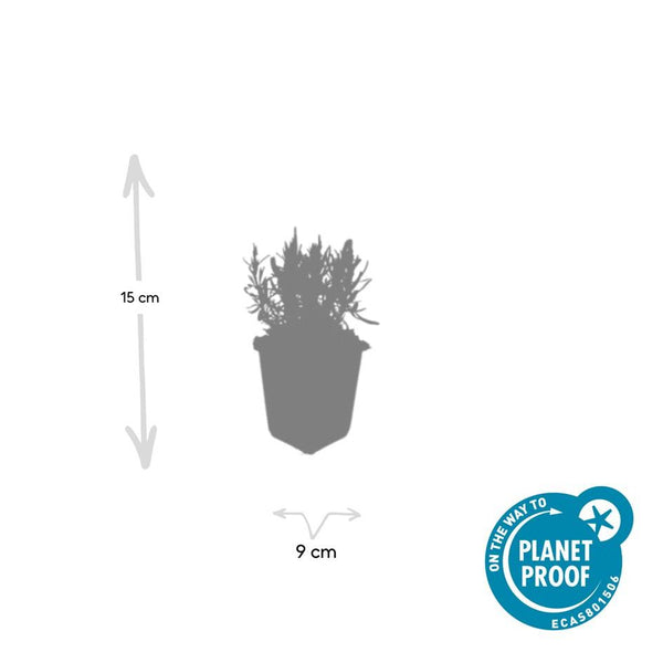 Lavandula angustifolia 'Munstead' (6 stuks)