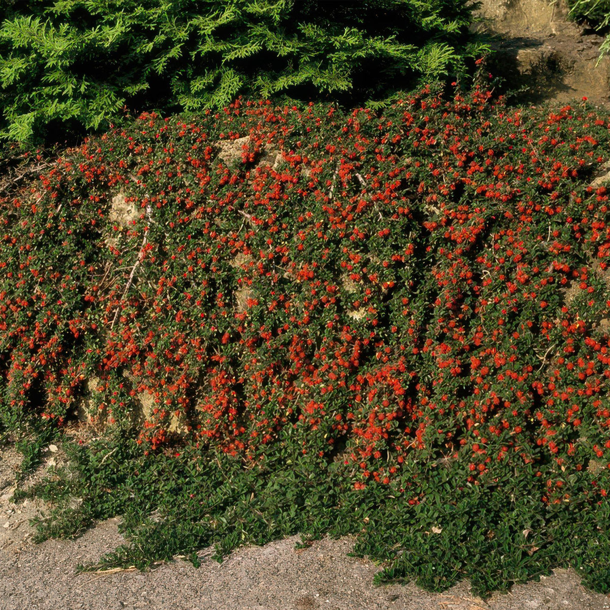 Cotoneaster procumbens 'Streib's Findling' (6 stuks)