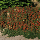Cotoneaster procumbens 'Streib's Findling' (6 stuks)
