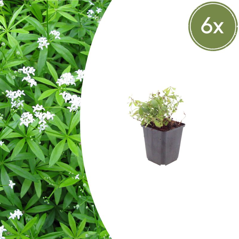 Galium odoratum (6 stuks)