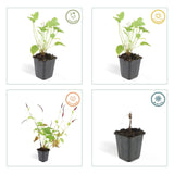 Persicaria amplexicaulis (6 stuks)