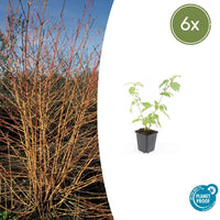 Verpakking — Cornus sanguinea 'Anny's Winter Orange' (6 stuks)