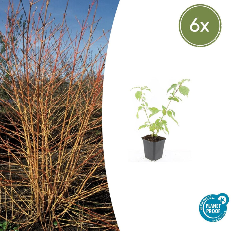 Cornus sanguinea 'Anny's Winter Orange' (6 stuks)