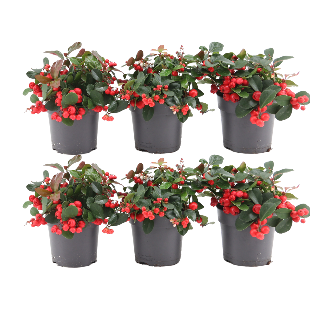 Gaultheria procumbens 'Big Berry' (6 stuks)